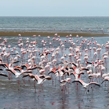 Flamingos am Strand von Swakopmund beim Start