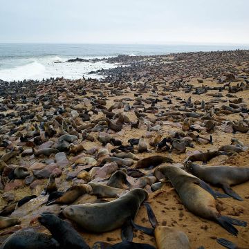 Riesige Robbenkolonie an der Skelettküste