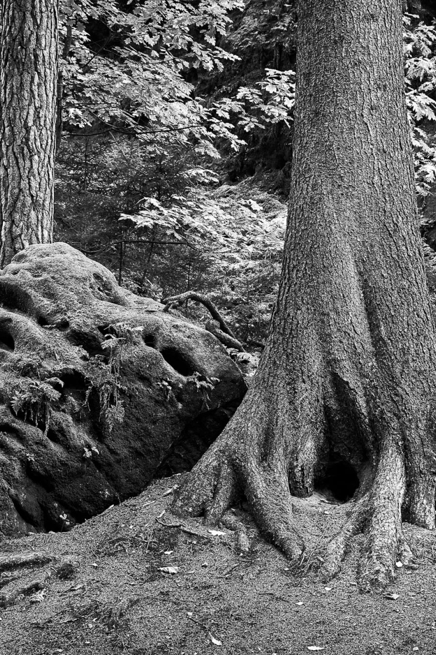 Der Baum der spricht in Schwarz-Weiss fotografiert.