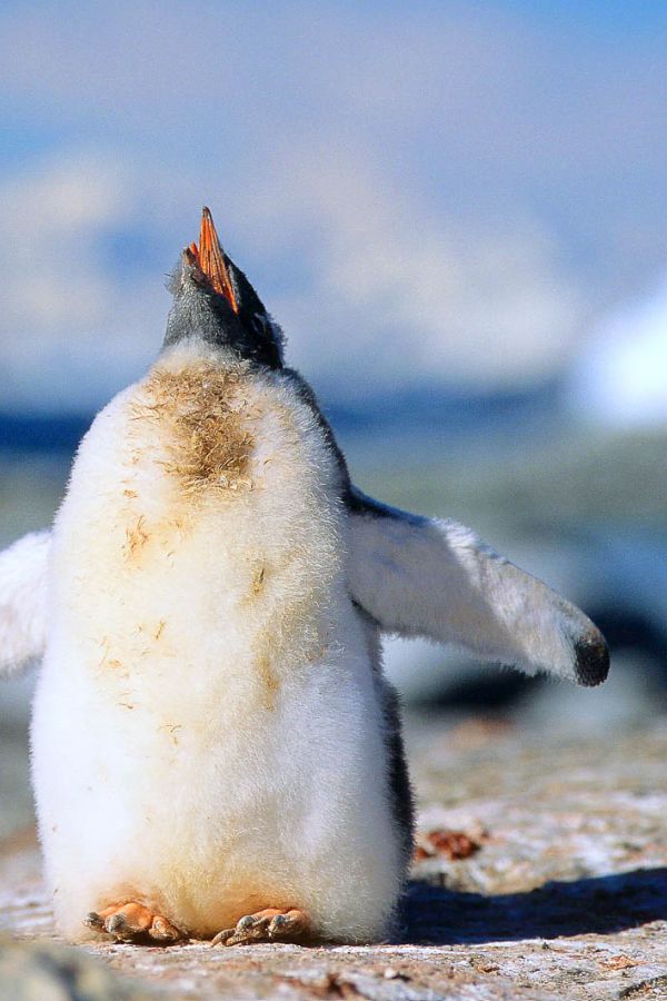 Jung-Pinguin im ewigen Eis der Antwarktis