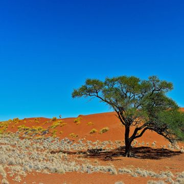 Orynxantilope im roten Wüstensand mit grünem Baum im Vordergrund