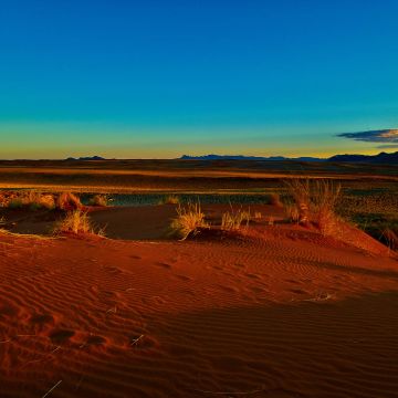 Farbenspiel in der Wüste Namib mit rotem Sand und blauem Himmel im Abendlicht