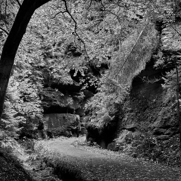 Waldweg mit herabgestürzten Bäumen