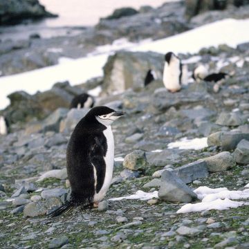 Zügelpinguine in einer Kolonie
