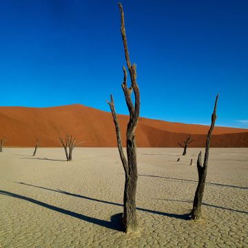 Verkohlte Bäume im Deadvlei werfen lange Schatten in der untergehenden Sonne