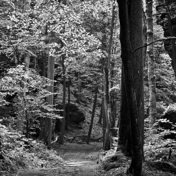 Waldweg durch eine Felsschlucht mit leuchtendem Laub