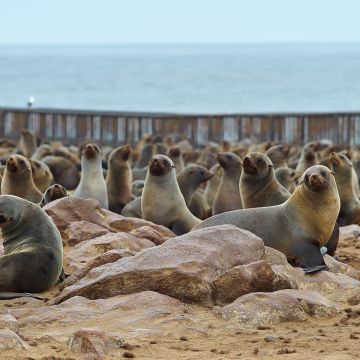 Robbenkolonie in der Walvis Bay