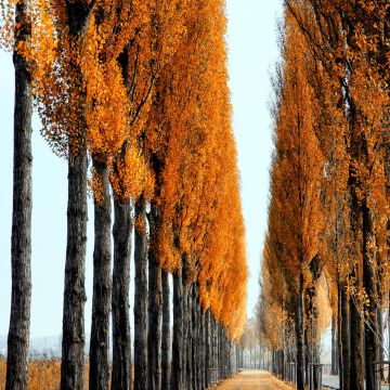 Pappelallee auf der Insel Reichenau am Bodensee im Herbst mit starkt verfärbten rötlichen Blättern