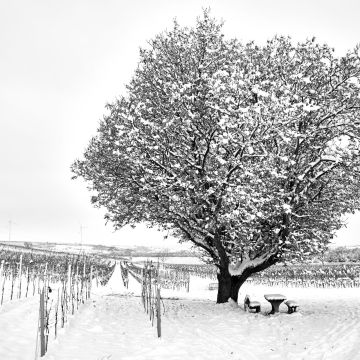Wingert im Schnee