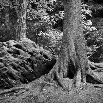 Von der Erosion geformeter Fels mit einer imposanten Baumwurzel