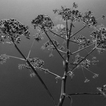 Blüte in schwarzweiß im Gegenlicht
