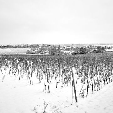 frischer Schnee und Raureif im Wingert