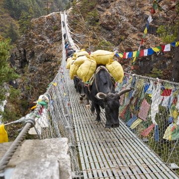 Eine Yakherde überquert die Hillary Bridge bei Namche Bazaar