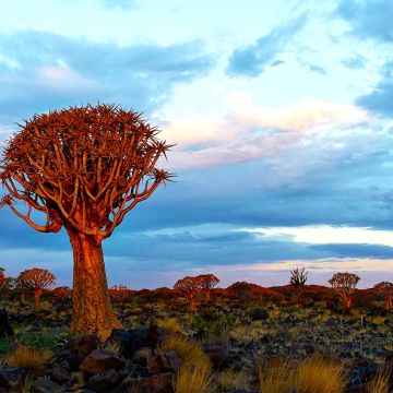 Köcherbaum im roten Morgenlicht vor Sonnenaufgang