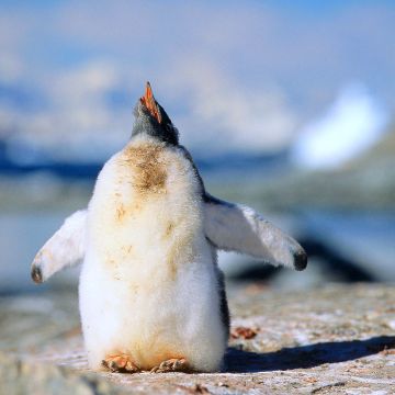 Junger Eselspinguin schreit nach Nahrung