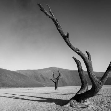 Verkohlte Bäume im Deadvlei in schwarzweis