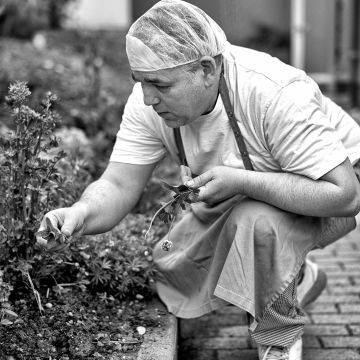 Die Kräuter werden im Kräutergarten gepflückt