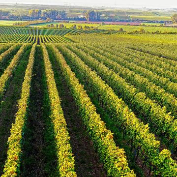 Weinberge in  Rheinhessen von Worms Herrnsheim aus fotografiert bei Sonnenuntergang