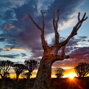 Köcherbaumwald bei Sonnenuntergang im Gegenlicht