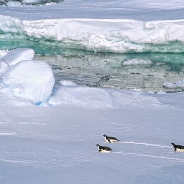 Eselspinguine gleiten über Eisschollen