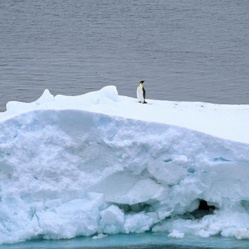 Kaiserpinguin steht auf einer Eisscholle