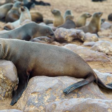 Robben beim Entspannen am Strand