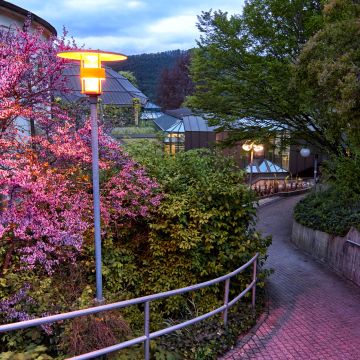 Frühling mit Judasbaumblüten im Abendlict