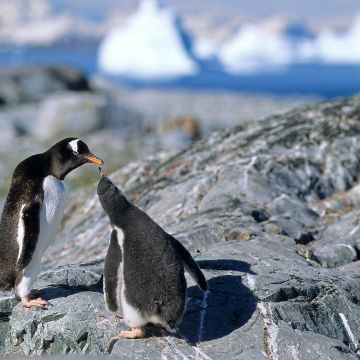 Eselspinguin fütter seinen Nachwuchs